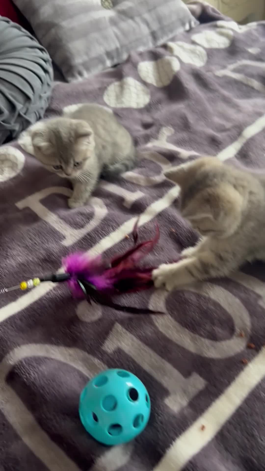 British Shorthair cats for sale: British shorthair kittens  - Video 3