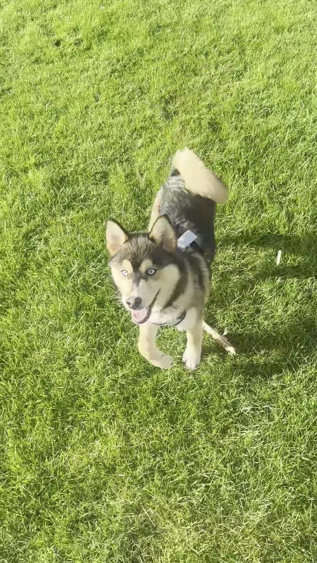 Pomsky dogs for sale: 7 month old Pomsky - Blue eyes - Video 2