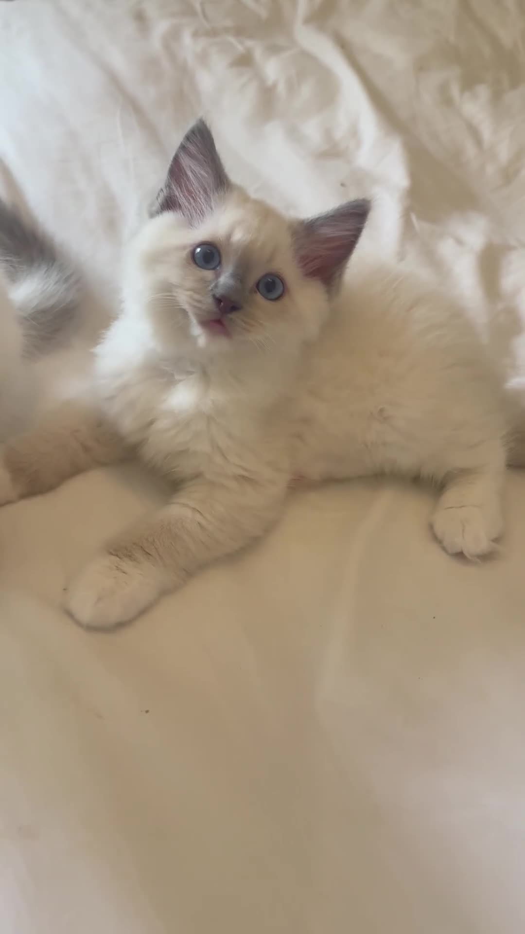 Ragdoll cats for sale: GCCF Adorable ragdoll kittens ready to gohome now - Video 2