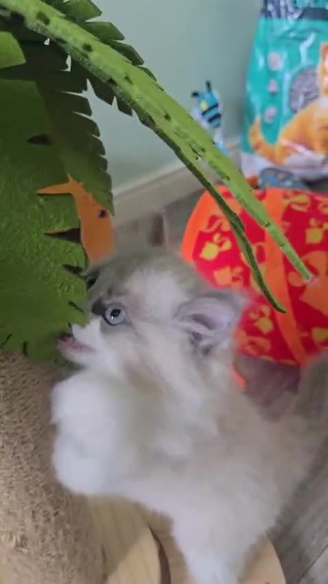 Ragdoll cats for sale: CollieKiss Ragdolls – Beautiful TICA Registered - Video 4