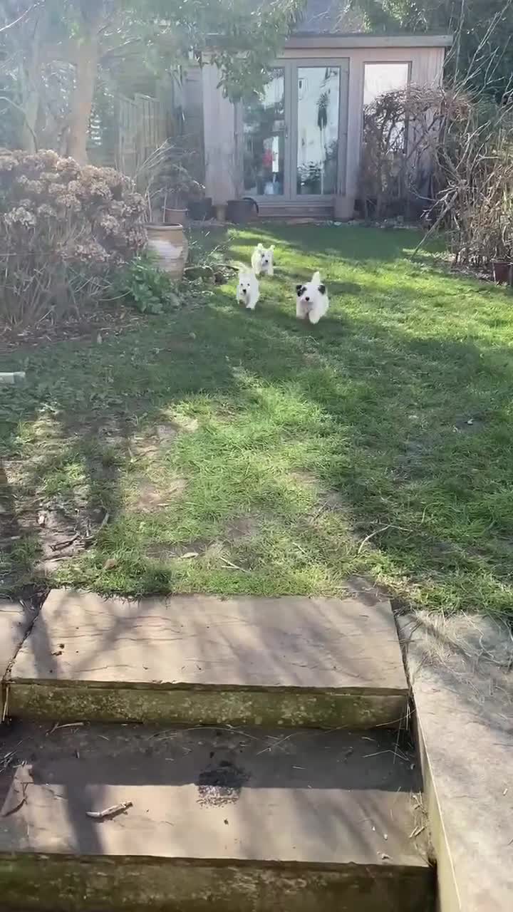 Sealyham Terrier dogs for sale: Sealyham Terrier Puppies - Video 3