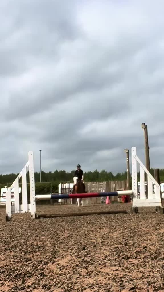 Welsh Section C horses for sale: godebog ulrika 14.2 - Video 1