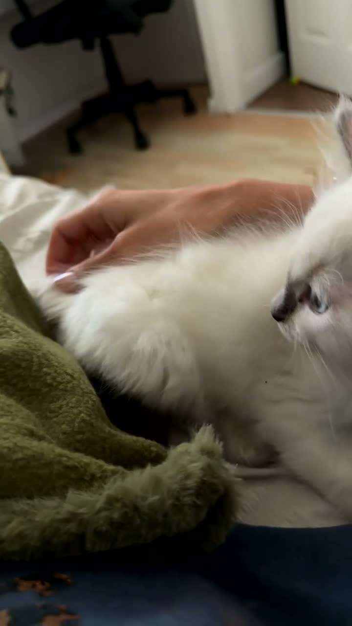 Ragdoll cats for sale: 9 WEEKS OLD MALE RAGDOLL KITTEN❤️  - Video 1