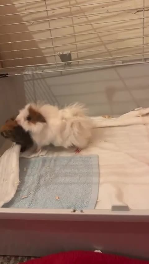 Guinea Pig rodents for sale: Two male guinea pigs brothers  - Video 1