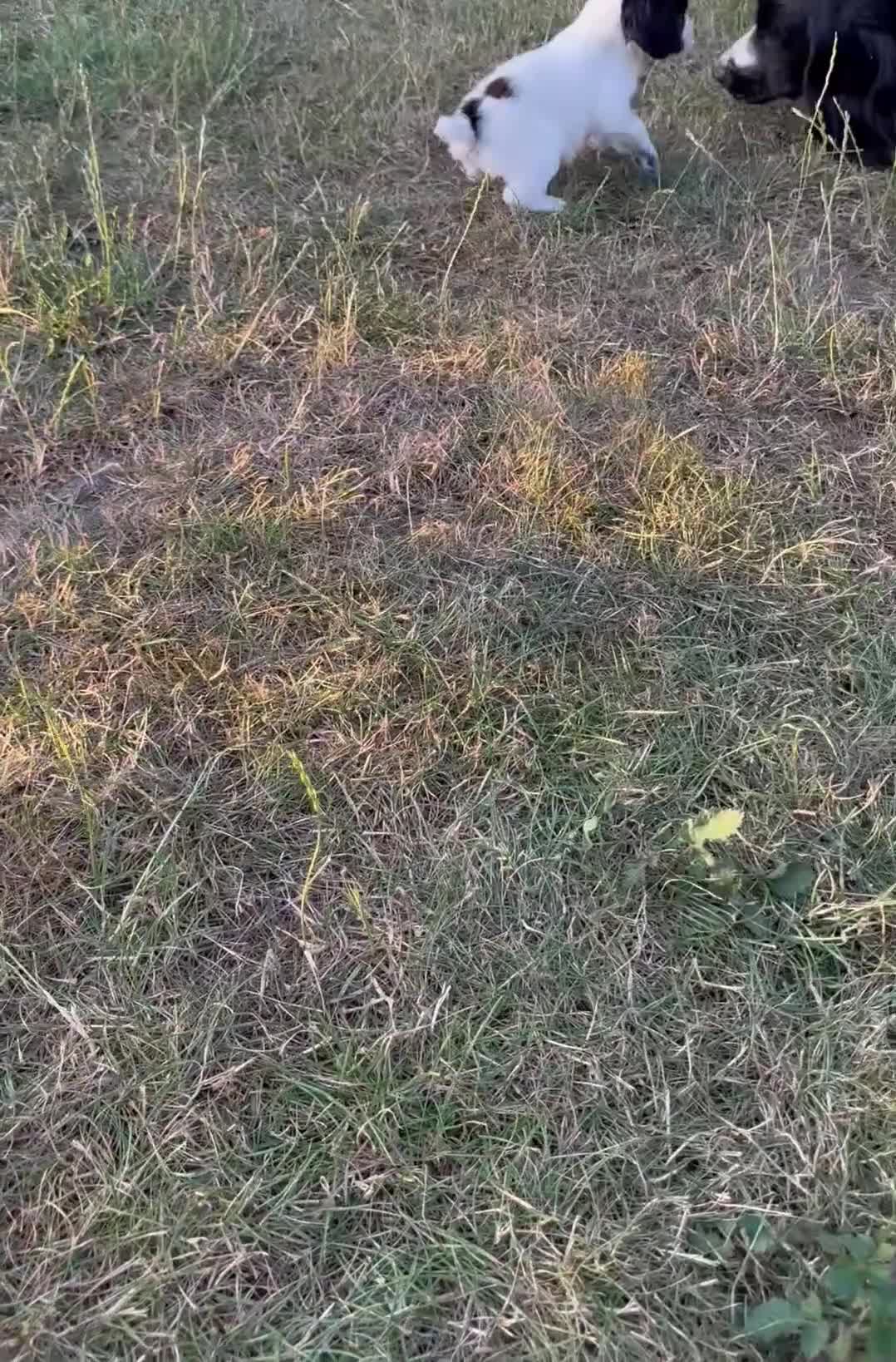 Cocker Spaniel dogs for sale: Working cocker spaniel puppies - Video 1
