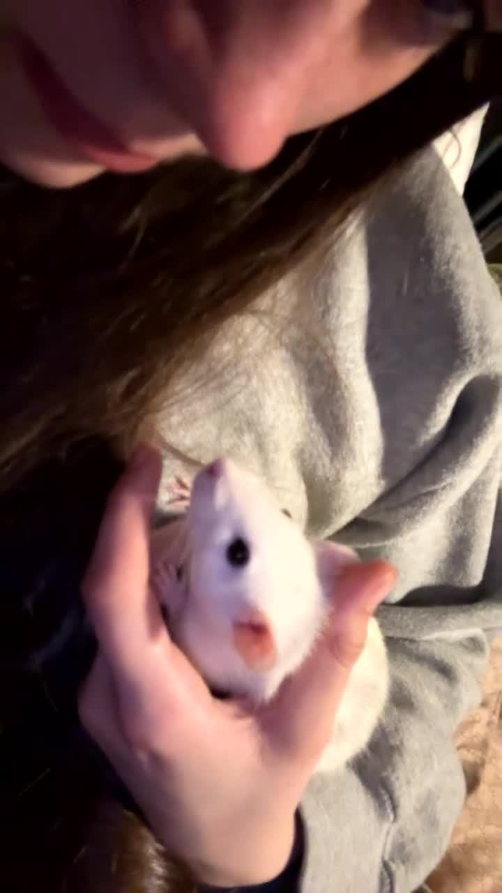 Rat rodents for sale: Solo girl needing home asap in Deal - Video 1