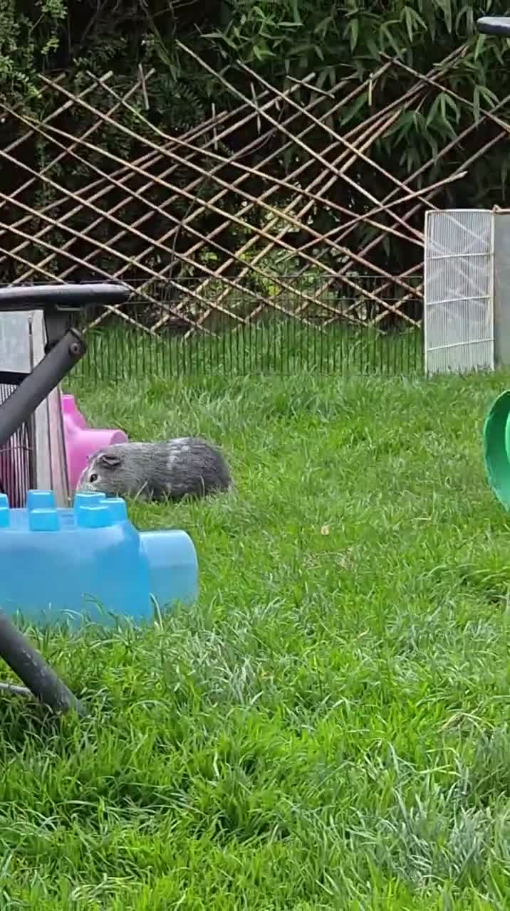 Guinea Pig rodents for sale: Two bond beautiful females Guinea pigs - Video 3