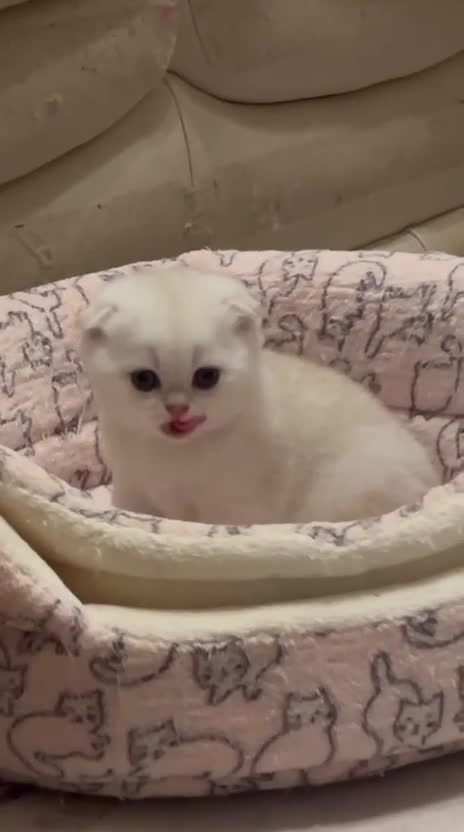Scottish Fold cats for sale: TICA-Registered Scottish Straight/Fold Kittens - Video 1