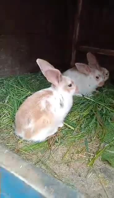 Mixed Breed rabbits for sale: Rabbit  - Video 1