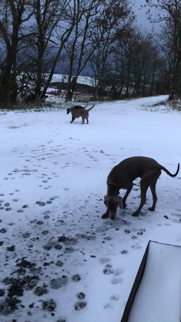 Weimaraner dogs for stud: LongHair Weim.kC Reg & DNA tested.Proven.N/E Scotl in Turriff - Video 3