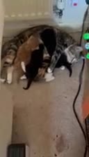 British Shorthair cats for sale: Two black kittens, one with some white    in Bristol - Video 1