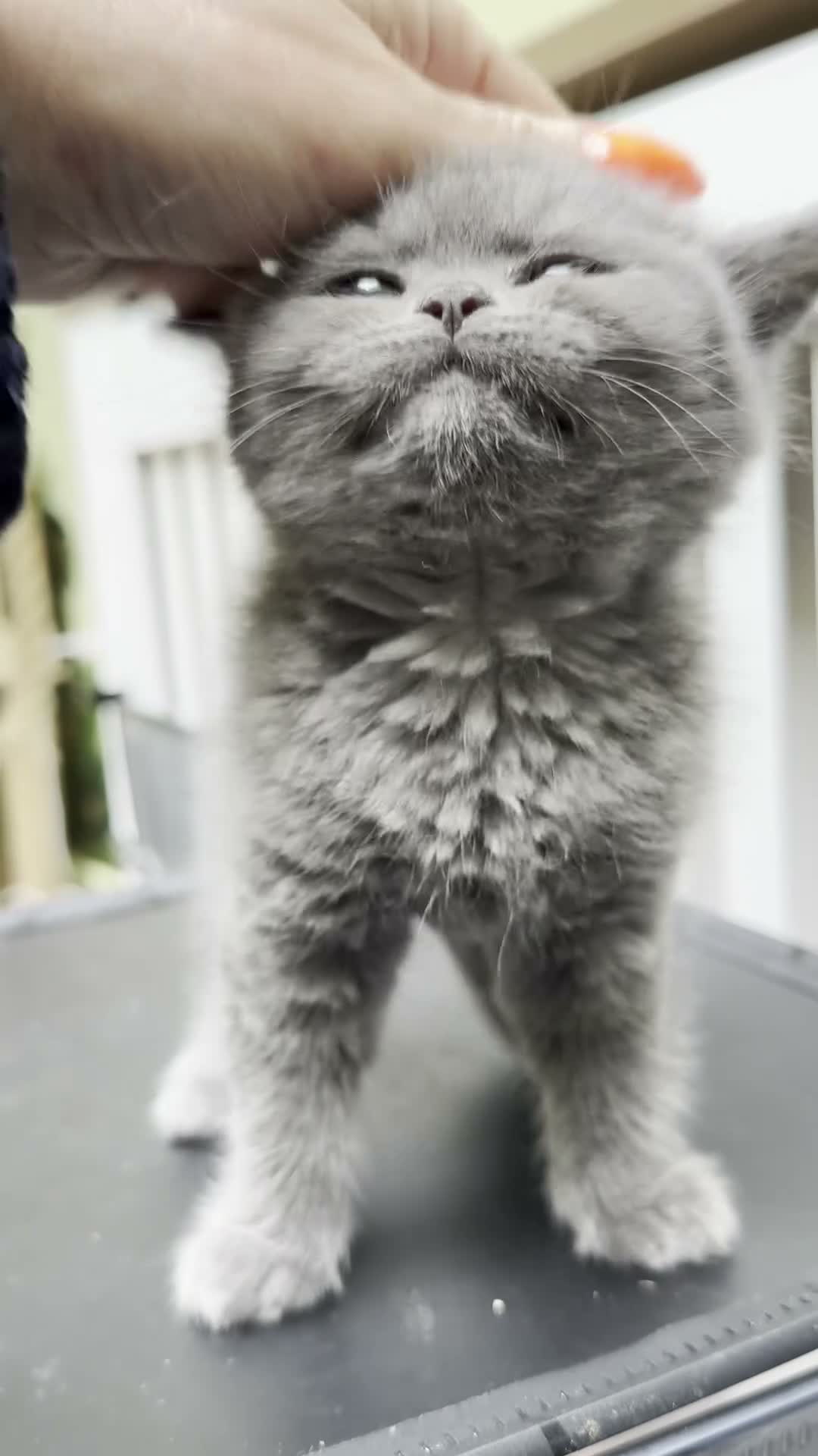British Shorthair cats for sale: Ready for rehoming BSH / Scottish striaghts - Video 4