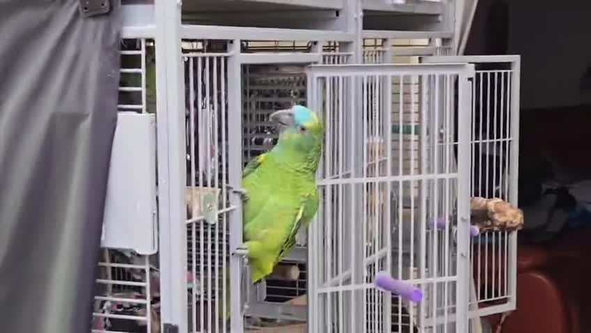 Parrots birds for sale: Stunning Blue Fronted Amazon (Cage included)  - Video 2