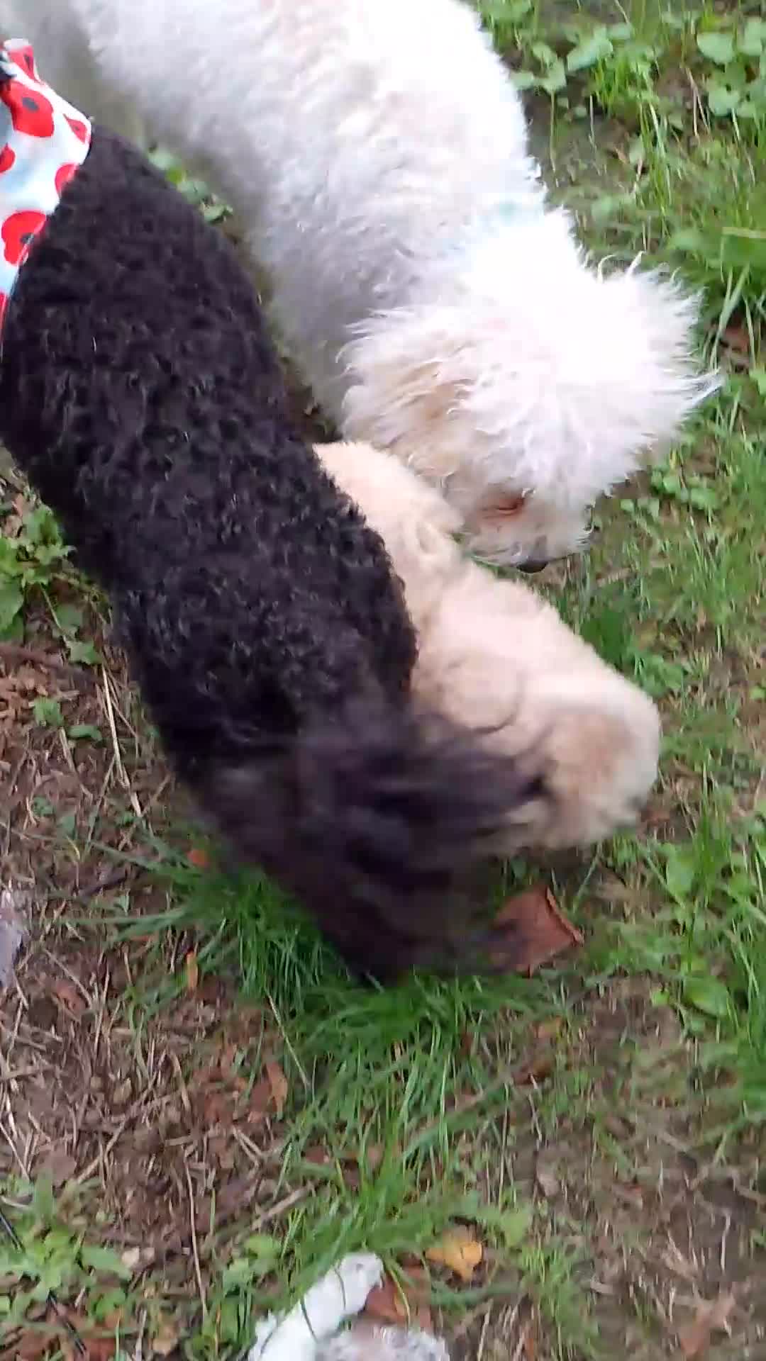 Miniature Poodle dogs for sale: Beautiful little boy in need of a home. - Video 2