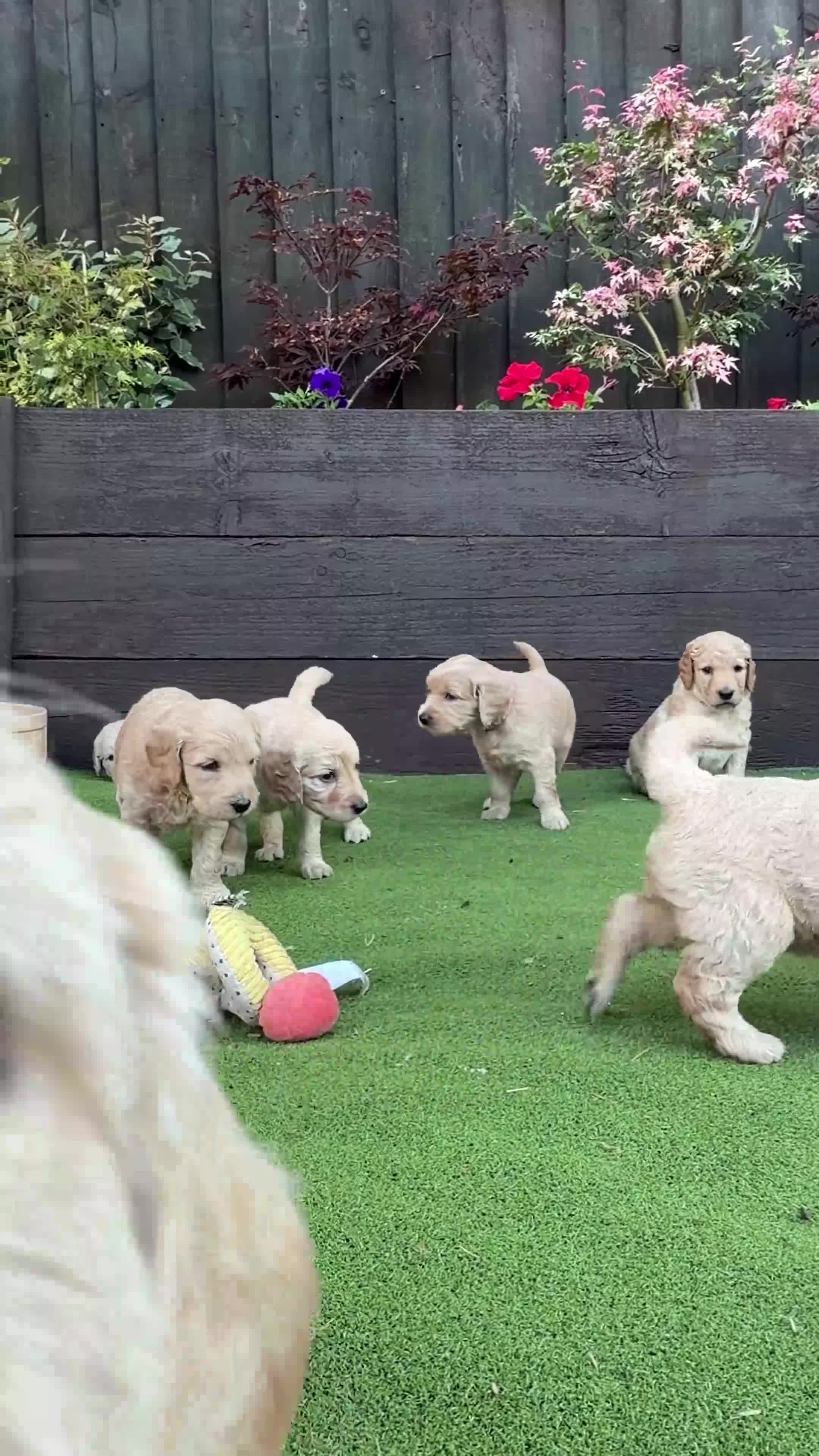 Goldendoodle dogs for sale: Beautiful Goldendoodle Puppies ready next week - Video 5