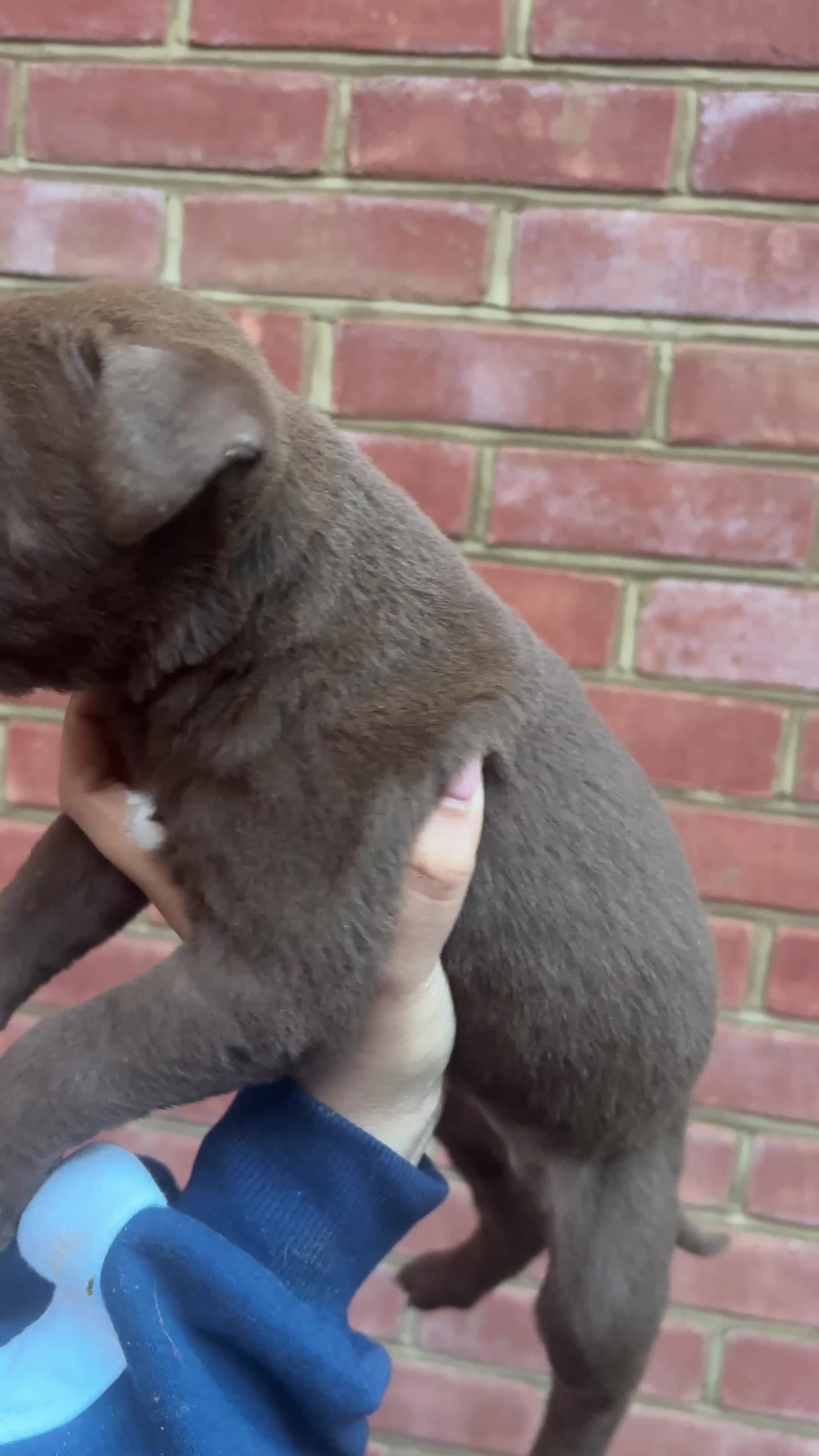 Mixed Breed dogs for sale: Puppies for Sale!! - Video 1