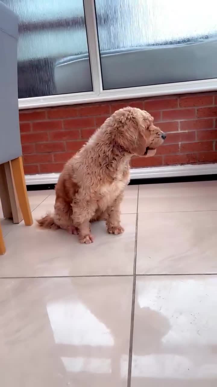 Cockapoo dogs for sale: Cocapoo dachund - Video 2