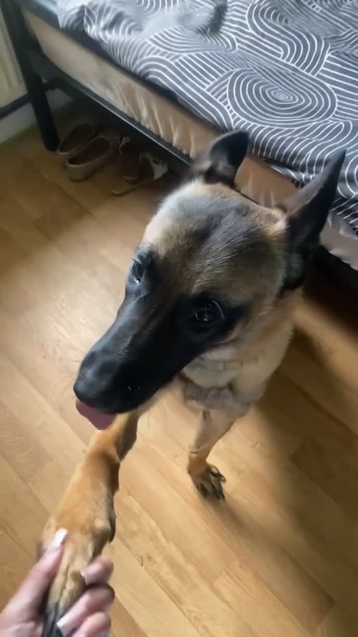 Belgian Shepherd Dog dogs for sale: Belgian Malinois Looking for a Loving Home - Video 1