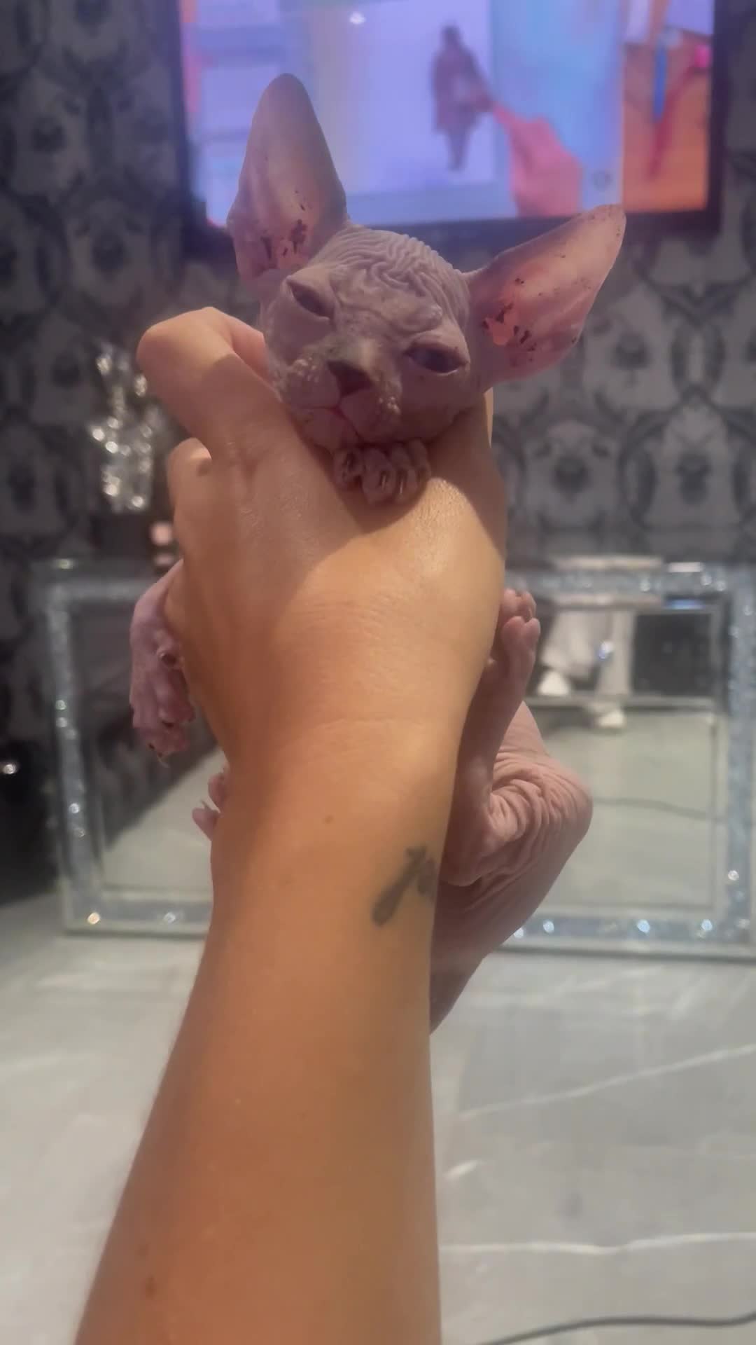 Sphynx cats for sale: Beautiful sphynx kittens  - Video 1