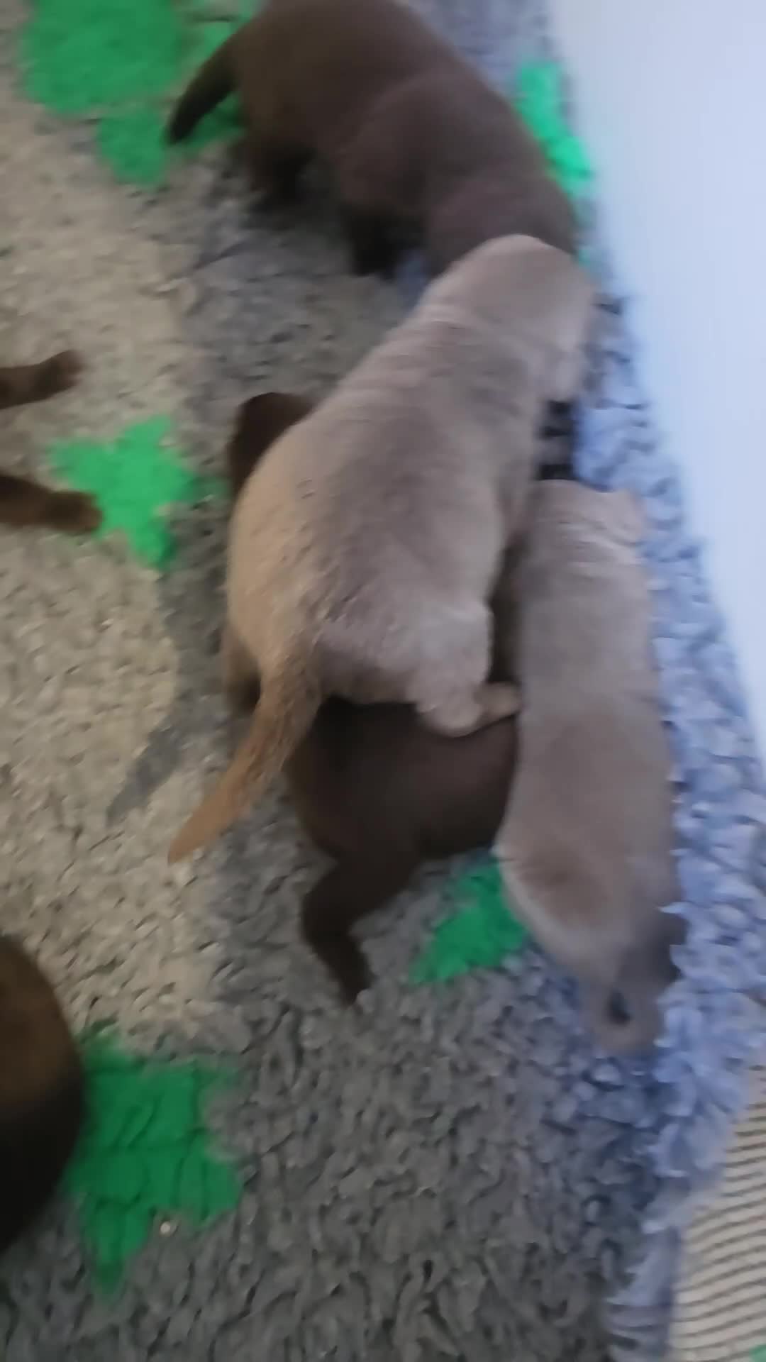 Labrador Retriever dogs for sale: Stunning Silver and Chocolate Labrador Puppies - Video 1
