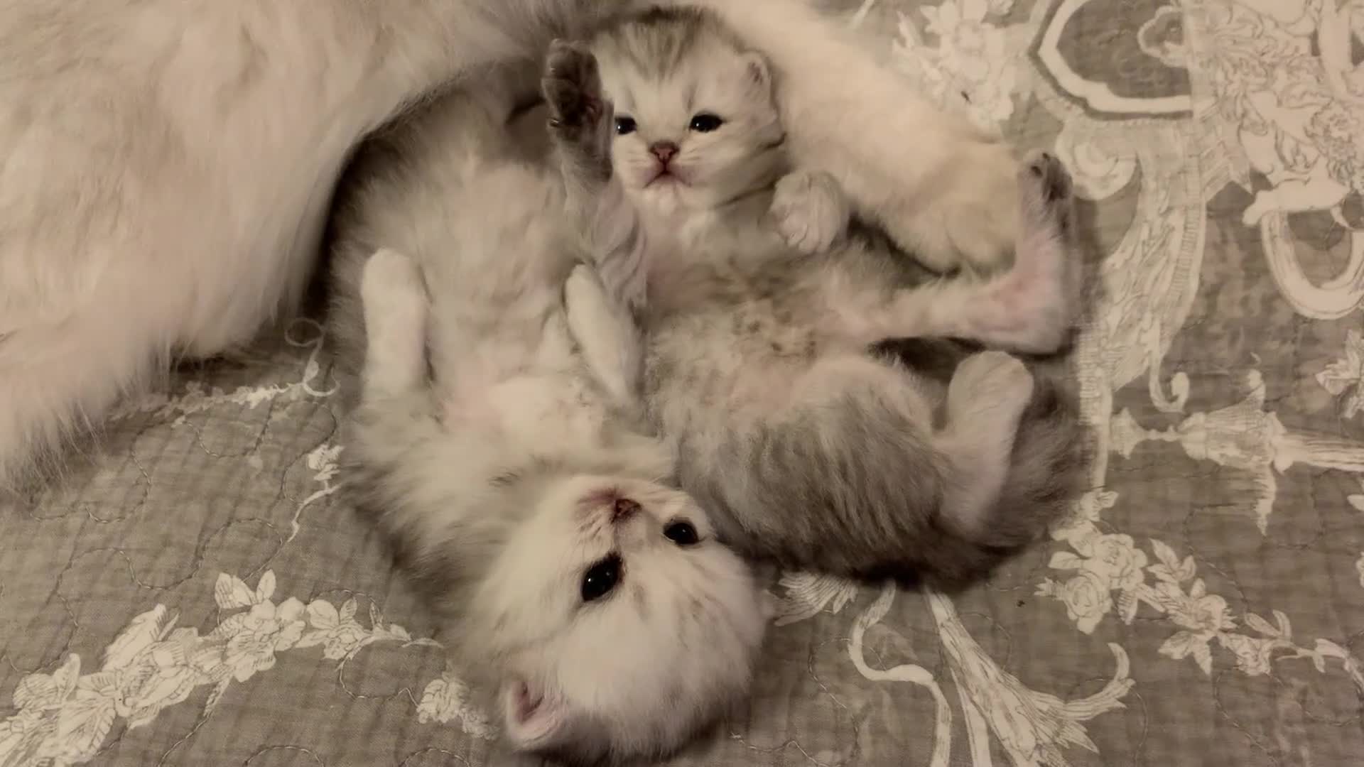 Persian cats for sale: Doll faced Persian kittens - Video 3