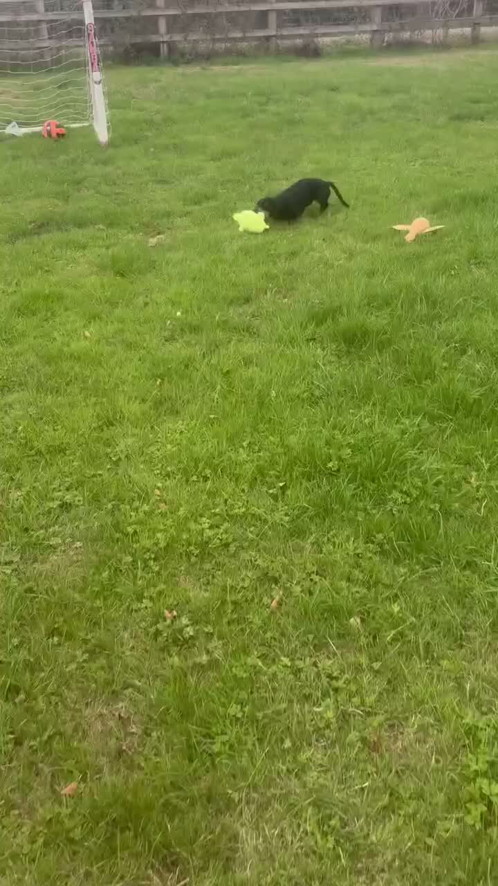 Dachshund dogs for sale: Scotty re homing  - Video 1