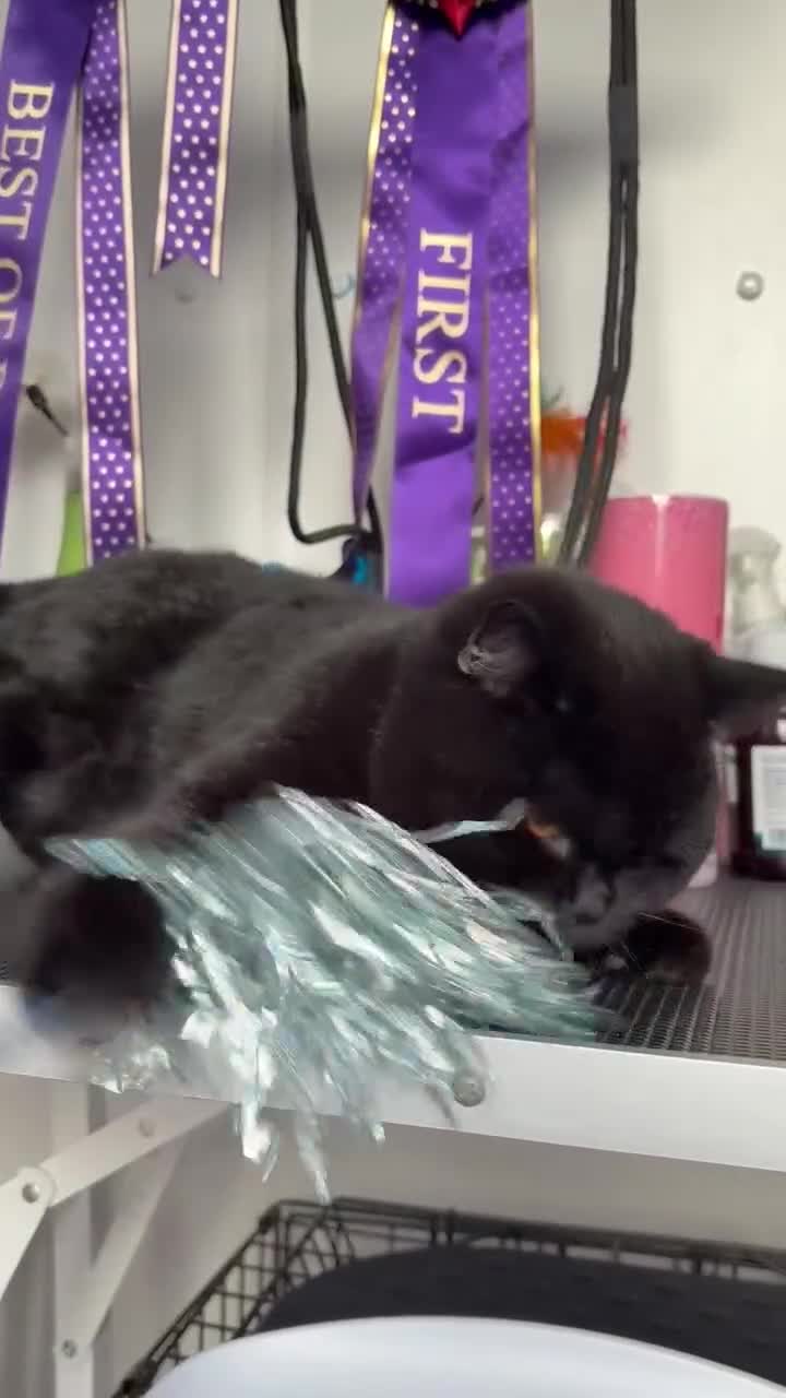 British Shorthair cats for sale: Gccf British shorthair boy  - Video 1