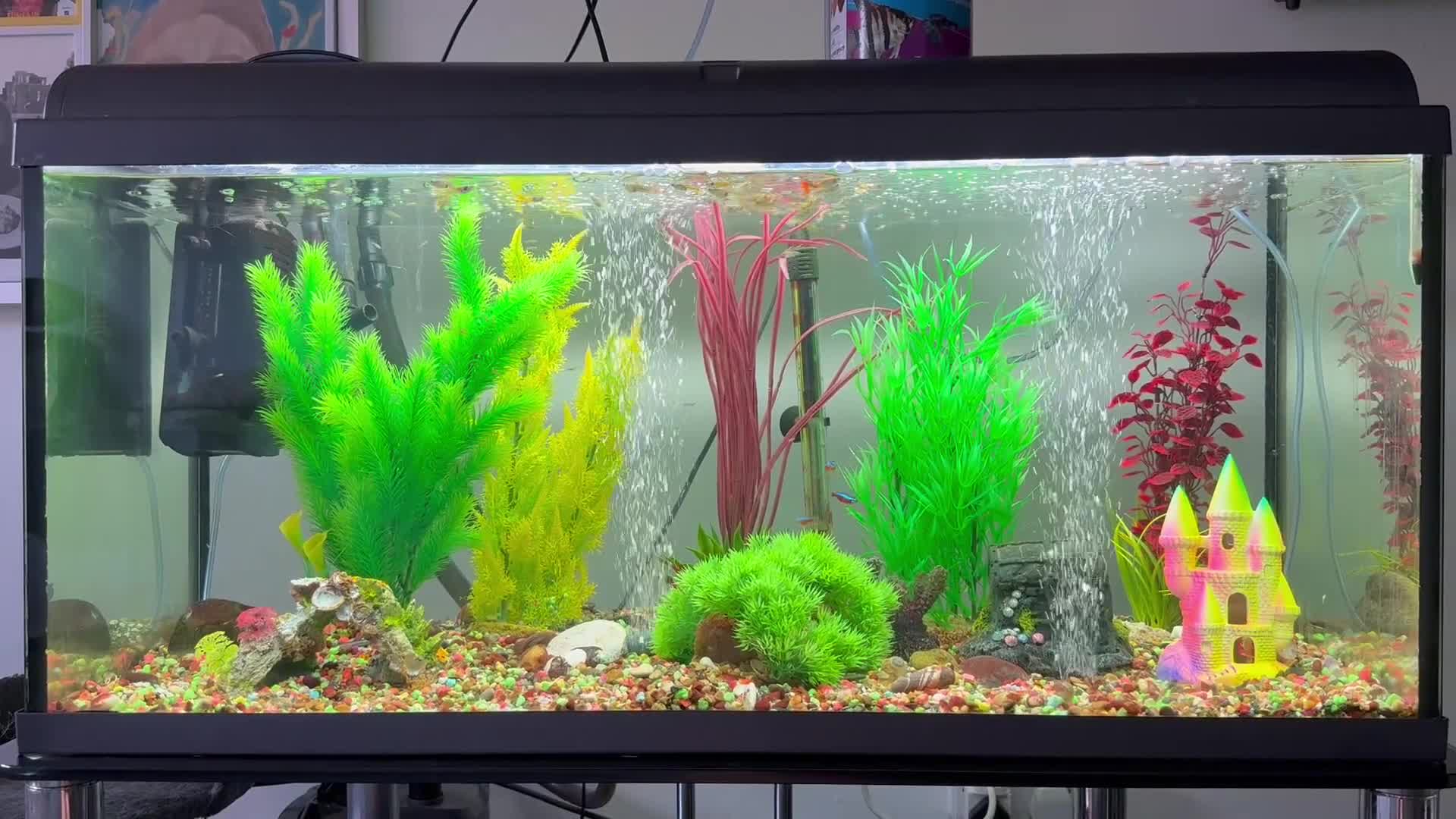 Mollies fish for sale: Tropical Fish Tank 160 litters - Video 1