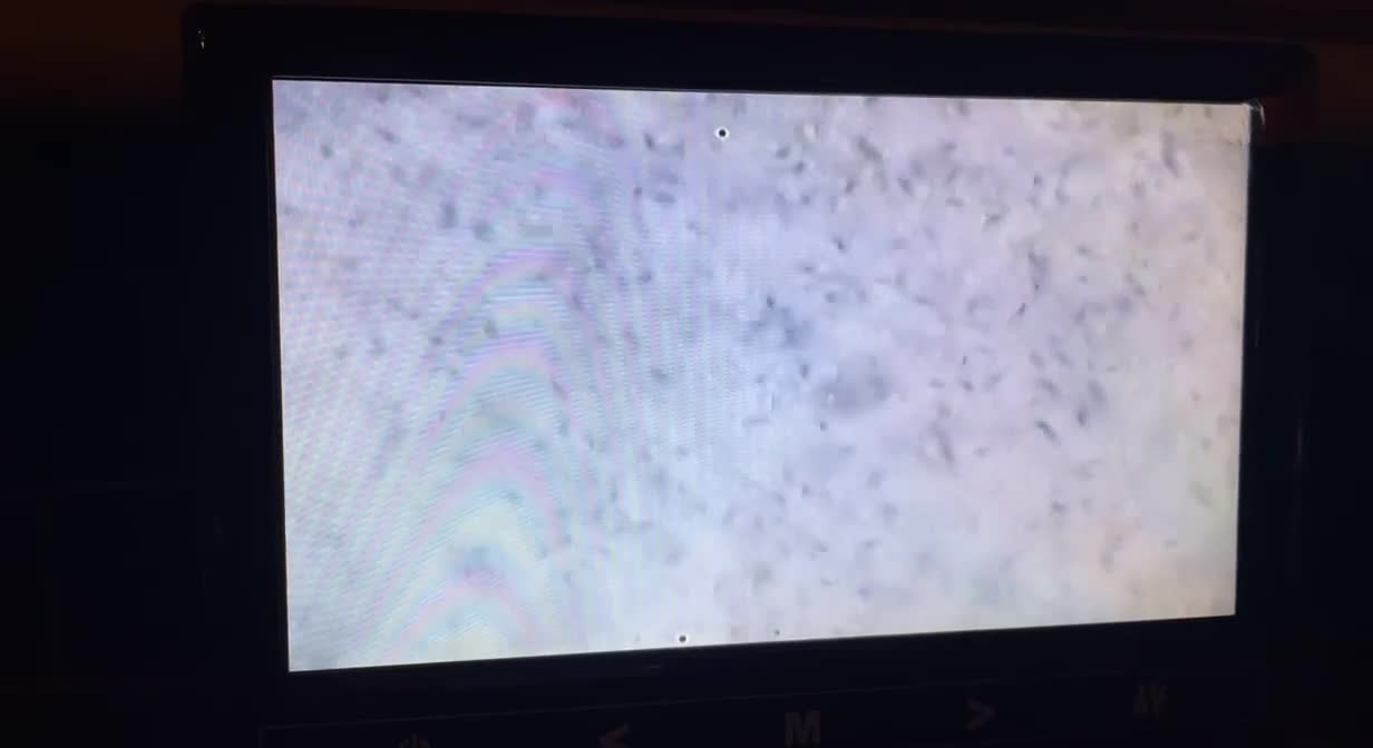 Border Collie dogs for stud: PROVEN Seal Welsh Border Collie **AT STUD** - Video 1