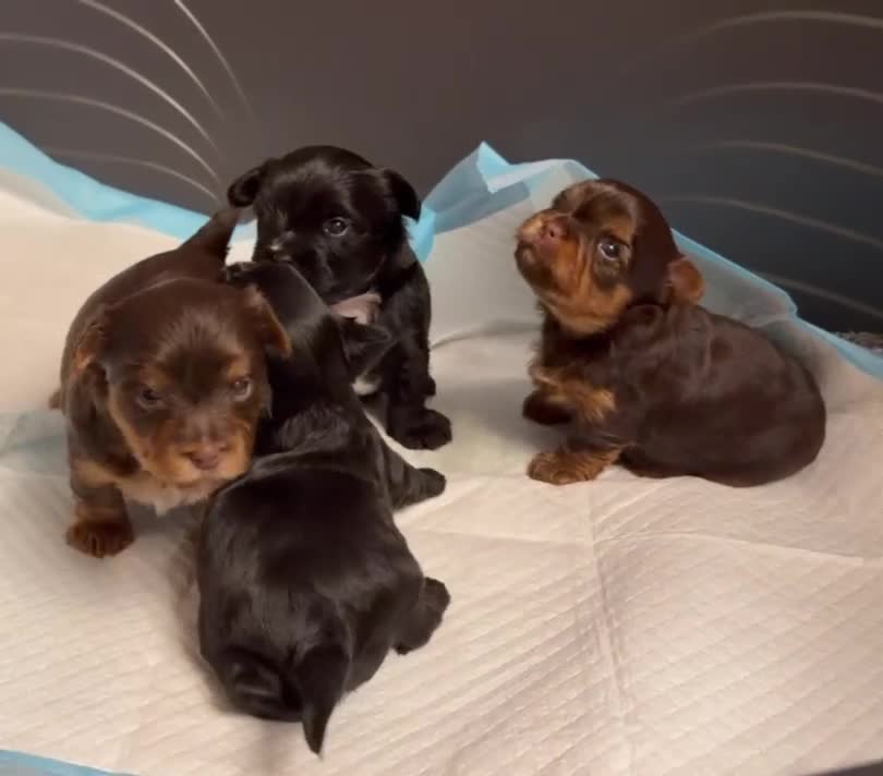 Yorkshire Terrier dogs for sale: Inka's 1st litter -Yorkshire terriers  - Video 1