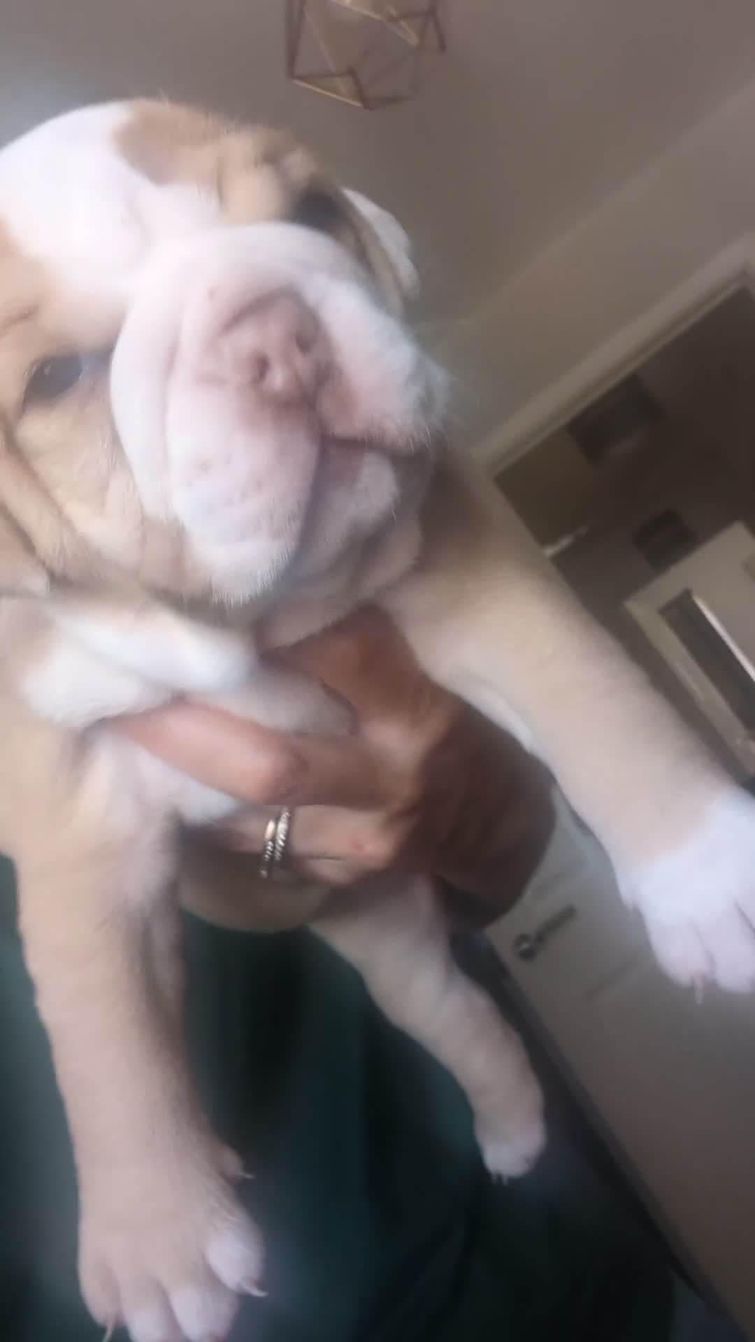 Olde English Bulldogge dogs for sale: Impeccable olde English bulldog  - Video 1