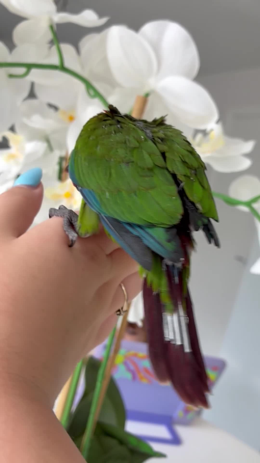 Conures birds for sale: Hand reared silly tame Emma’s conure!  - Video 1
