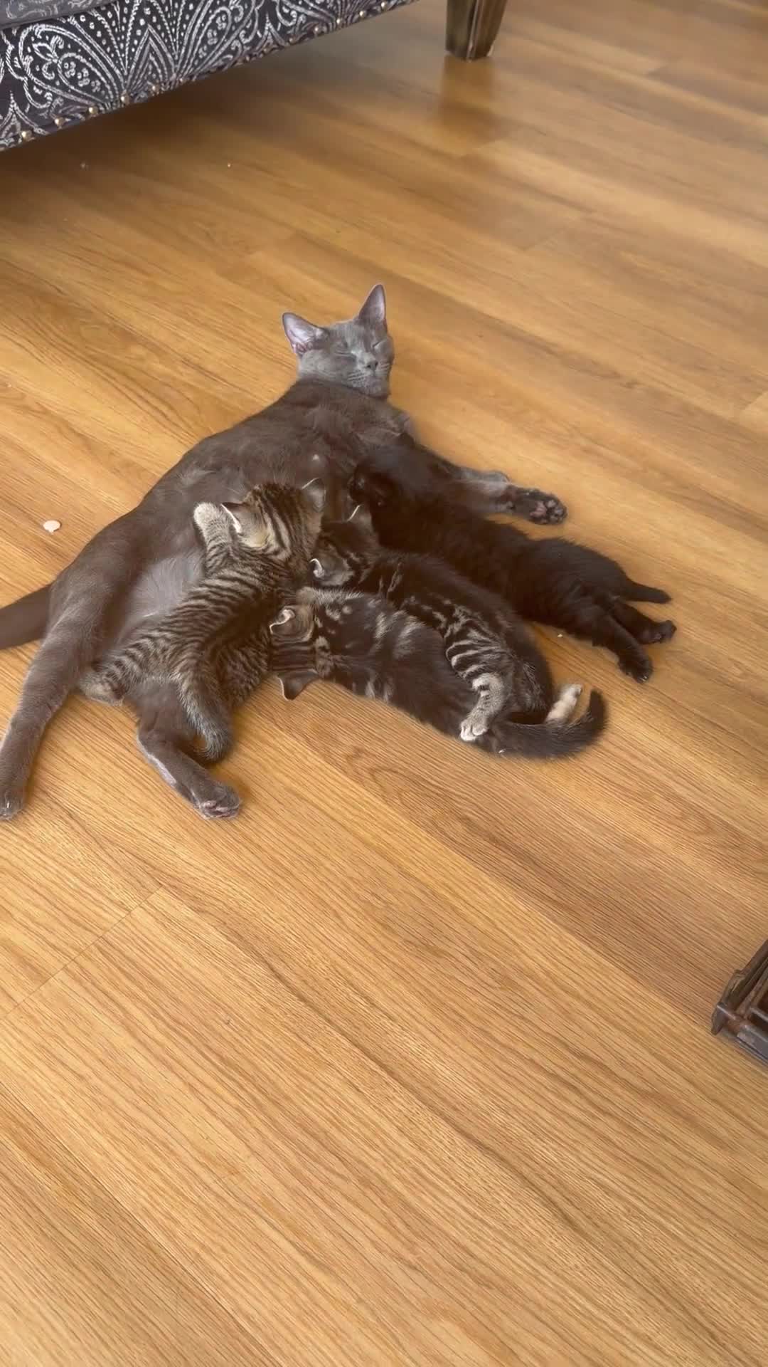 Russian Blue cats for sale: Balus kittens - Video 2