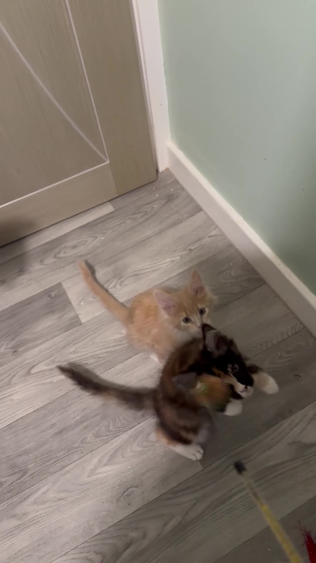 Maine Coon cats for sale: GCCF REGISTERED PEDIGREE  READY TO LEAVE HOME NOW  - Video 2