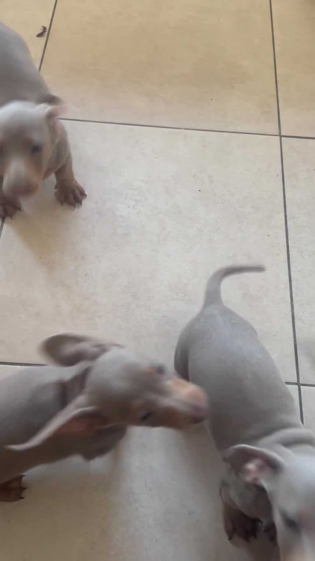 Dachshund dogs for sale: Isabella miniature dachshund  in Erith - Video 1