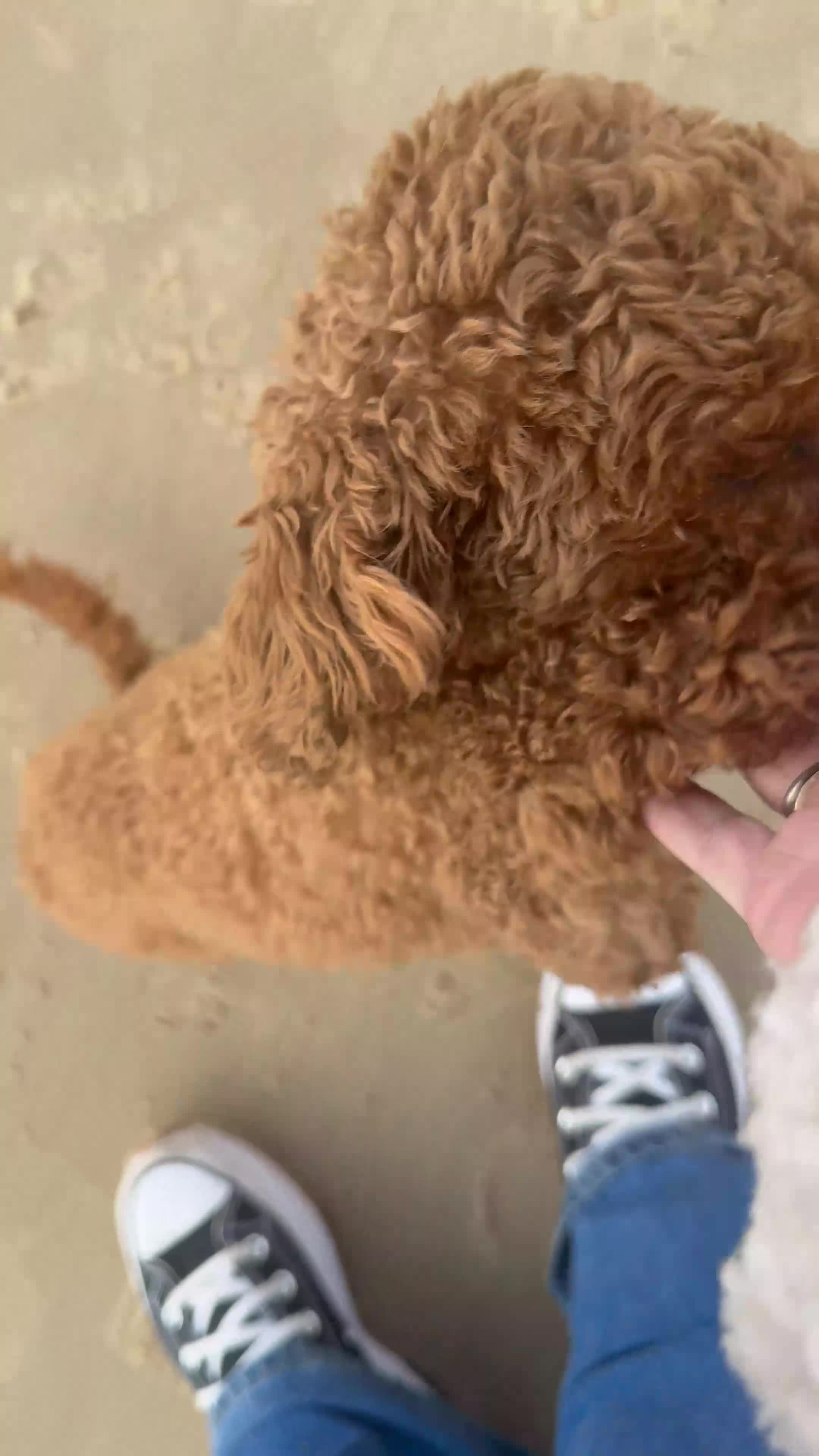 Poodle dogs for sale: KC Red fox miniature toy poodle. Ready now - Video 1