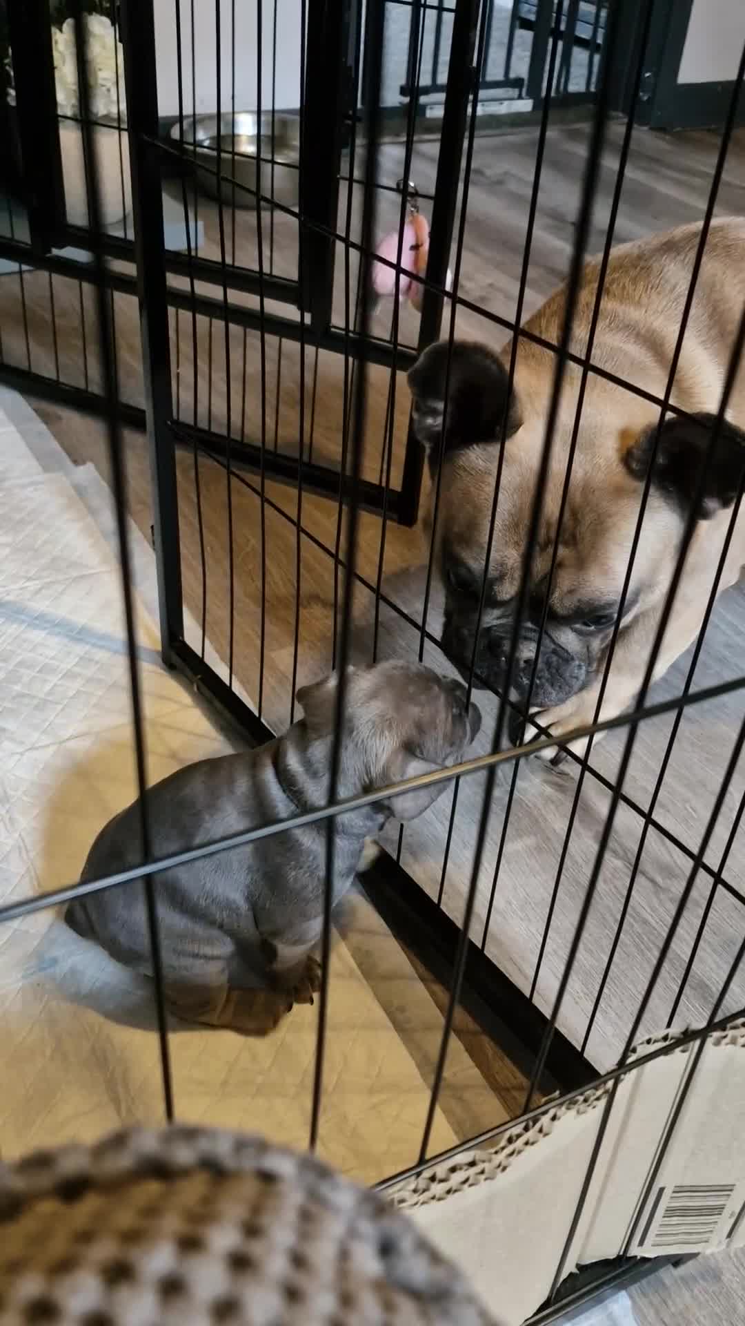French Bulldog dogs for sale: 2 beautiful litters of French bulldog puppies - Video 2