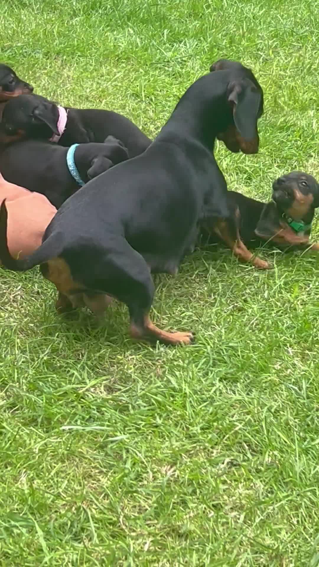 Dachshund dogs for sale: Adorable litter of dachshund cross Jack Russel  - Video 1