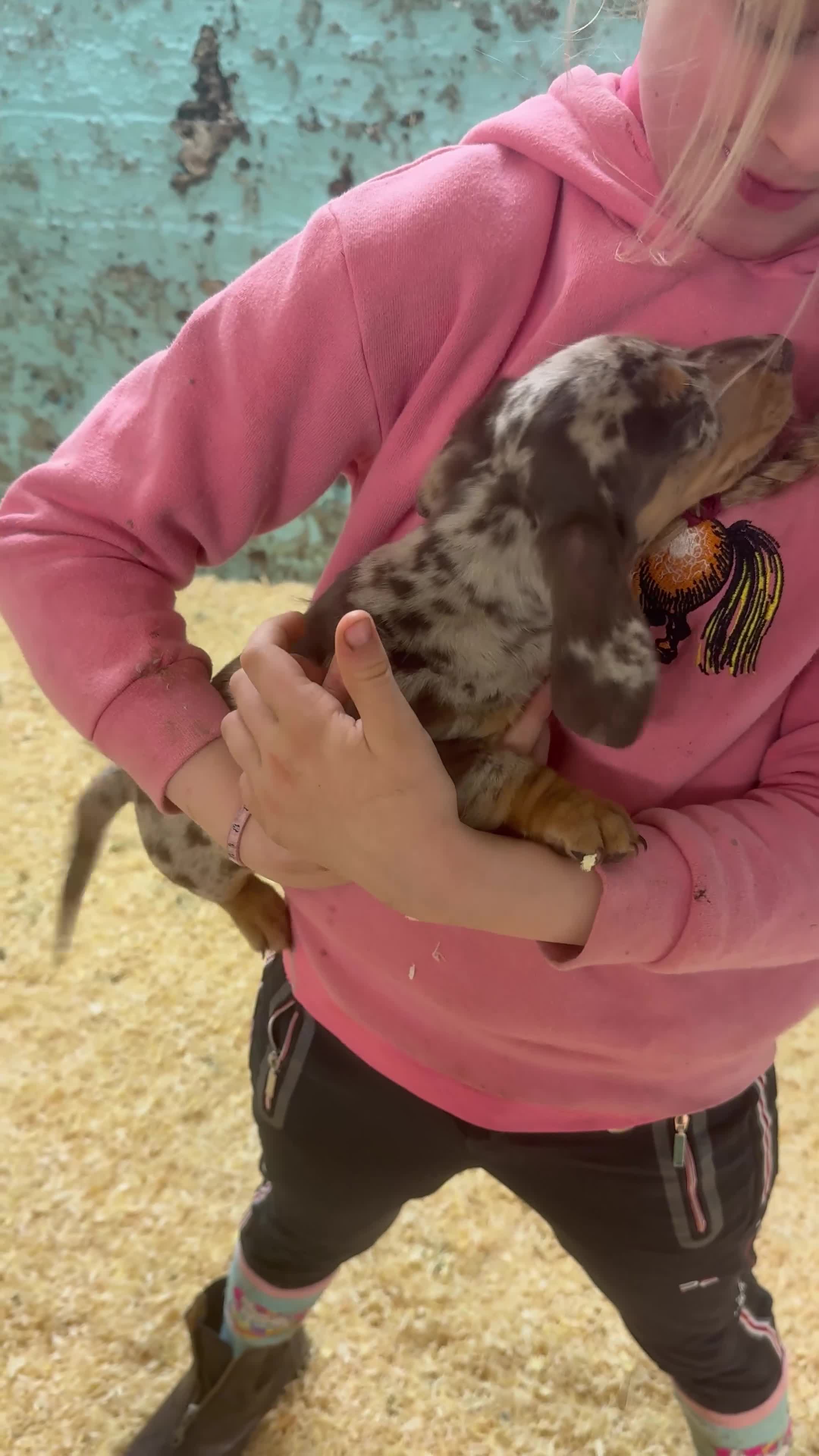 Miniature Dachshund dogs for sale: Super cute mini Daxis  - Video 2