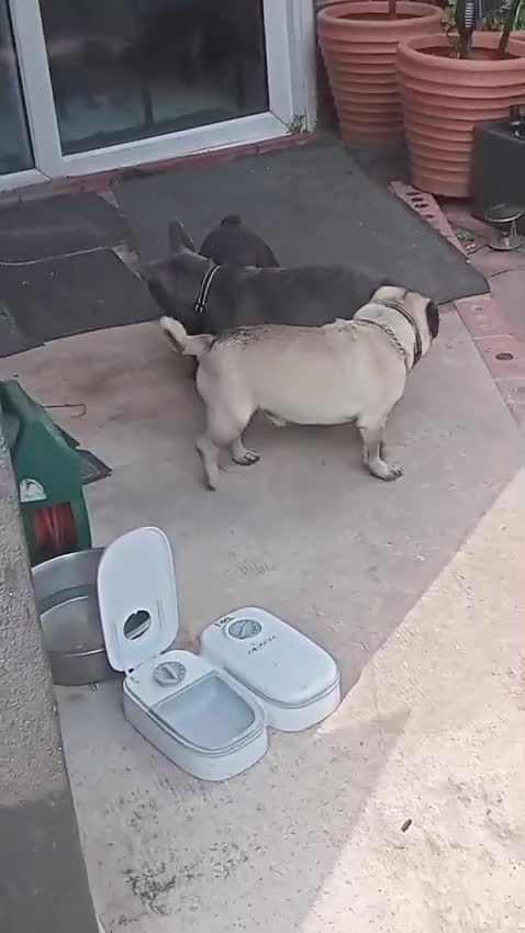 French Bulldog dogs for sale: Lorenzo frenchbulldog for sale  - Video 1