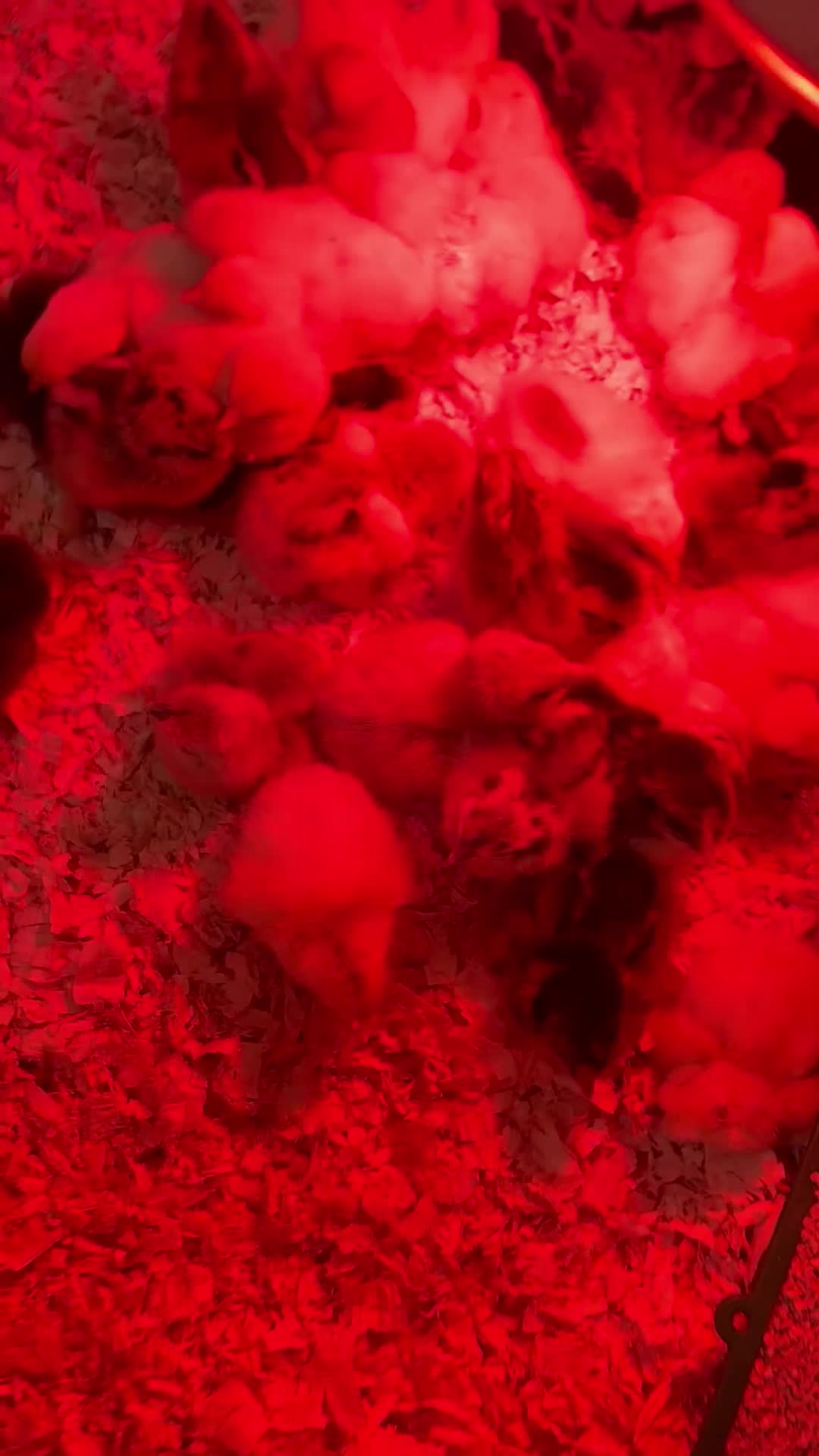 Chickens poultry for sale: Day old chicks  in Salisbury - Video 1