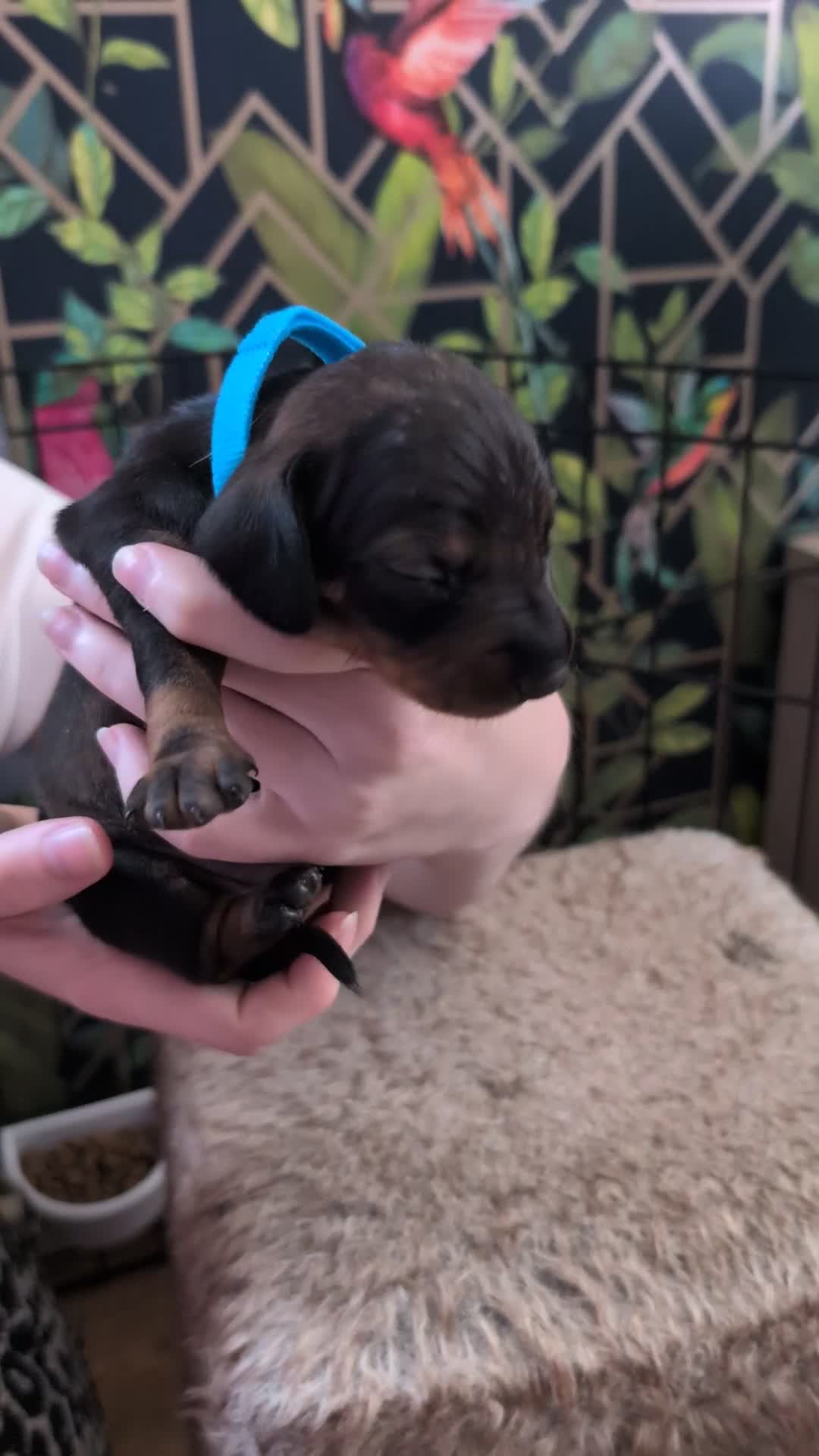 Dachshund dogs for sale: Dachshund Puppies  - Video 2