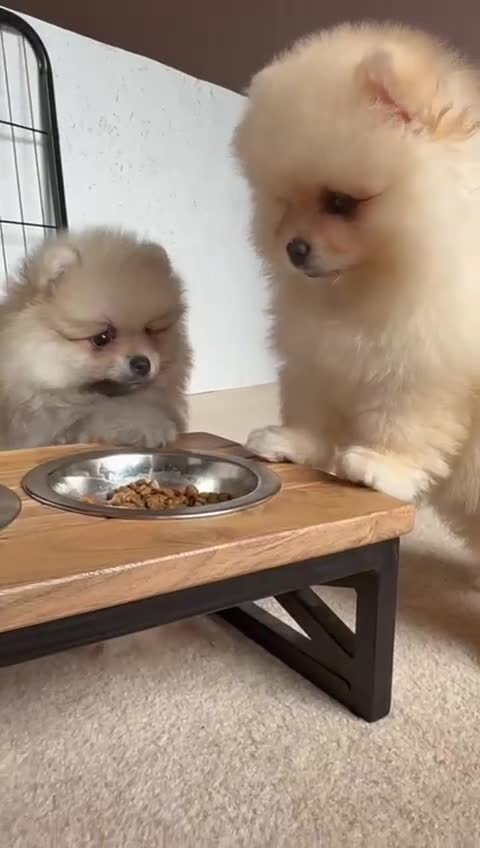 Pomeranian dogs for sale: Teddy Face Pomeranian Champion European Bloodline  - Video 3