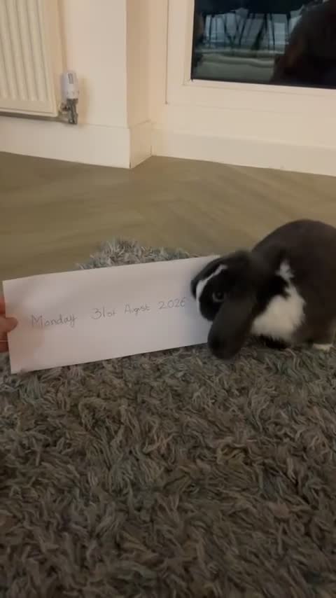 Mini Lop rabbits for sale: Lovely grey and white mini lop - Video 1