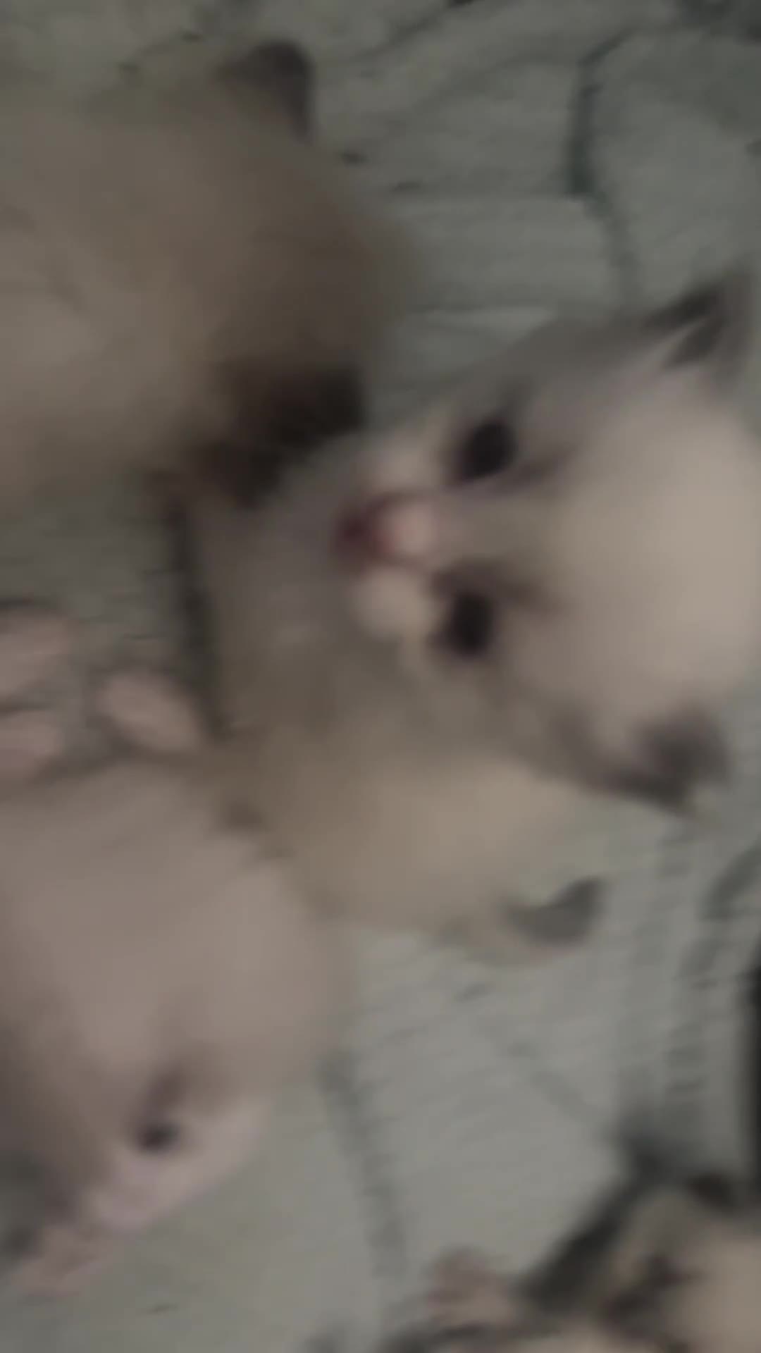 Ragdoll cats for sale: Ragdoll kittens  - Video 4