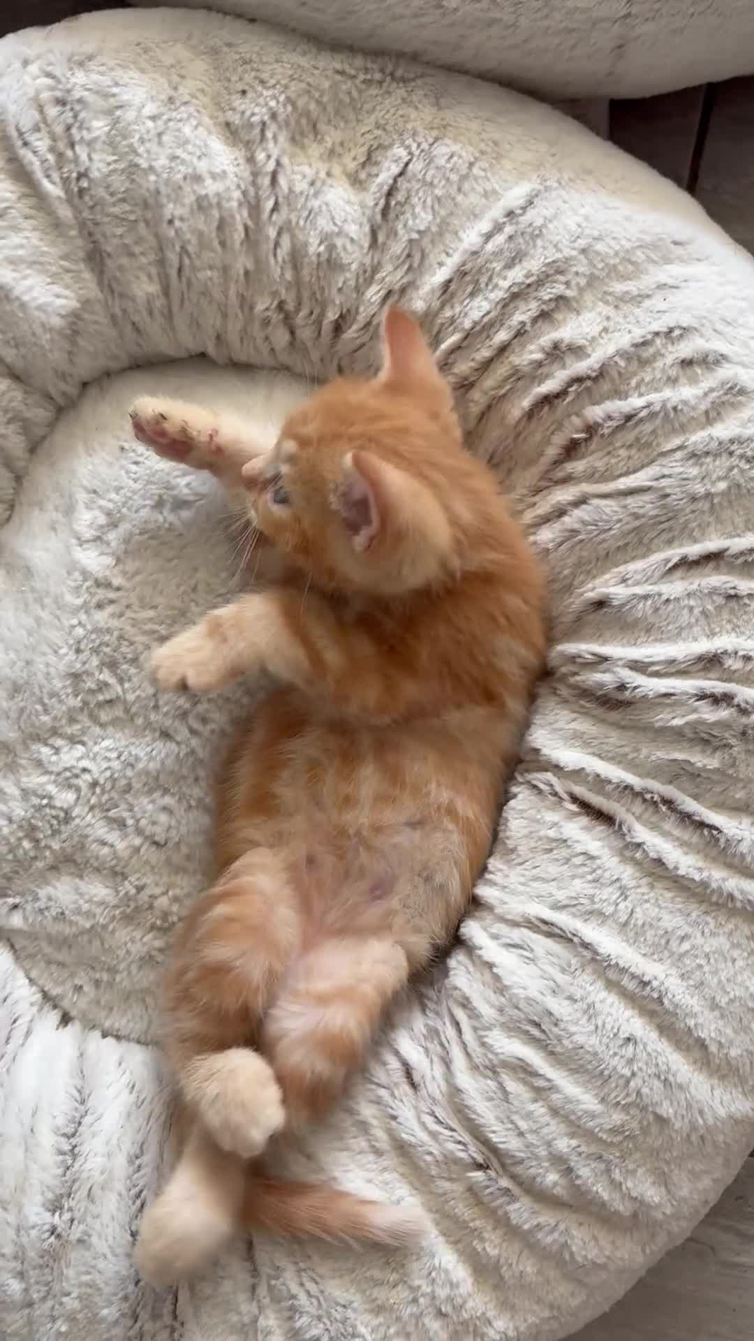 Mixed Breed cats for sale: Ready Saturday - Gorgeous Ragdoll X Ginger Kitten - Video 1