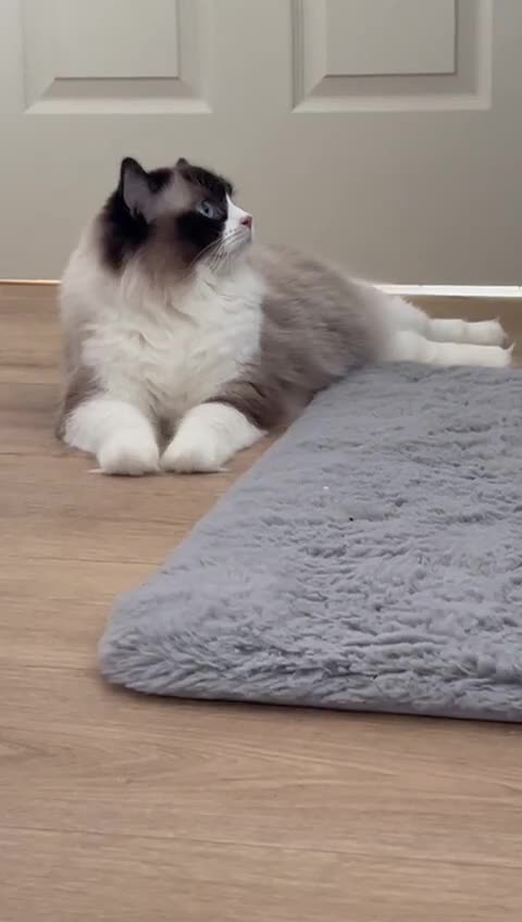 Ragdoll cats for sale: Ragdoll kittens pure breed!!! 😺 - Video 1