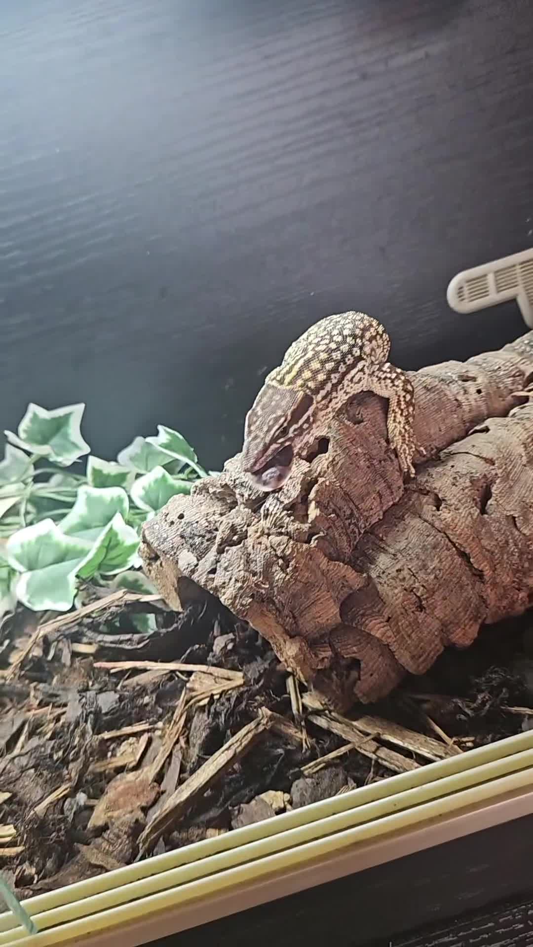 Monitor reptiles for sale: Beautiful young Monitor Lizard - Video 1
