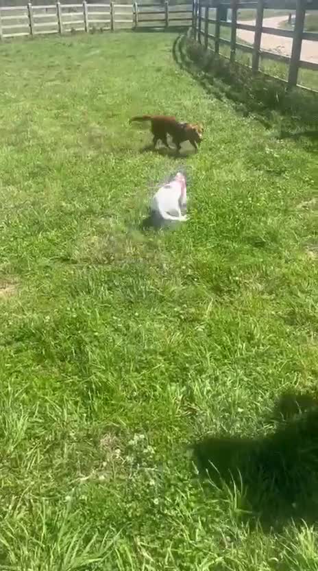 Cocker Spaniel dogs for sale: Female 7month white with brown markings in Fareham - Video 1