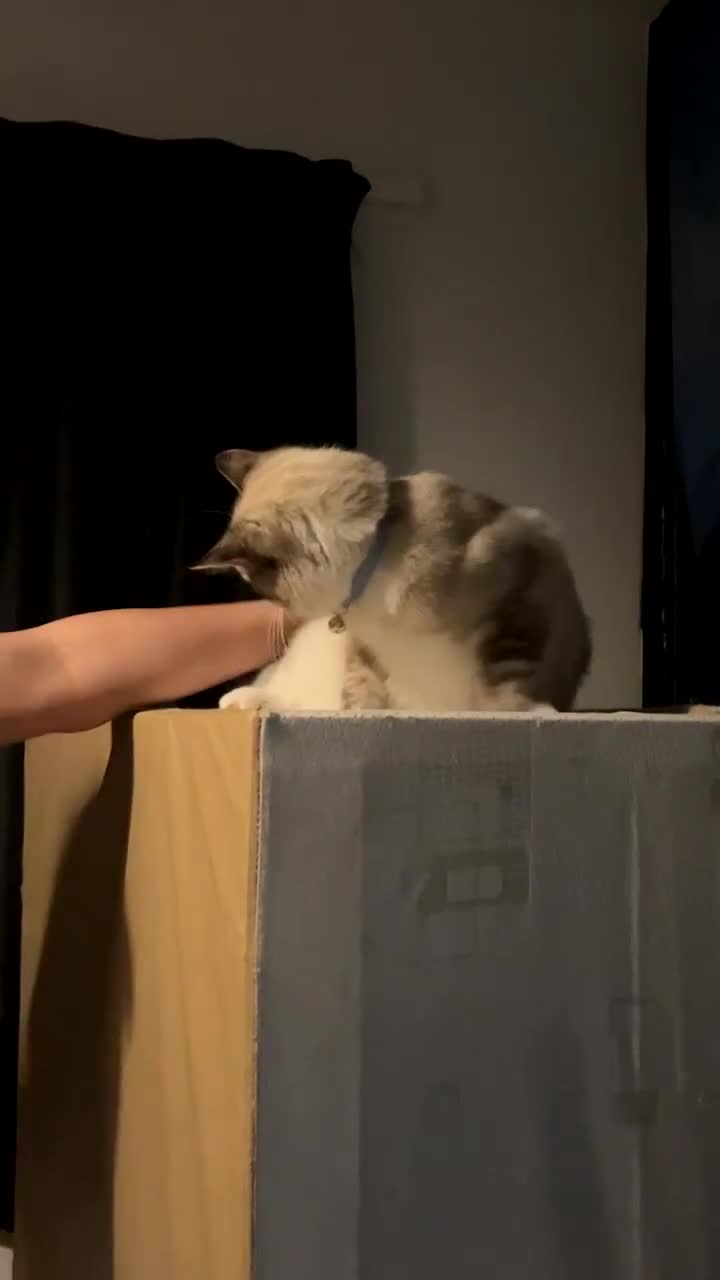 Ragdoll cats for sale: Milo & Smudge - Video 1